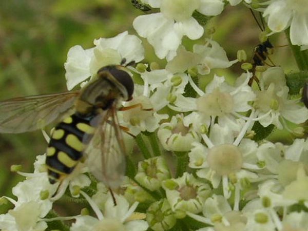 syrphe des corolles Eupeodes corollae . Fabricius. (2)