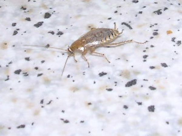 blatte sauvage