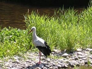 cigogne blanche -alsace-05.jpg