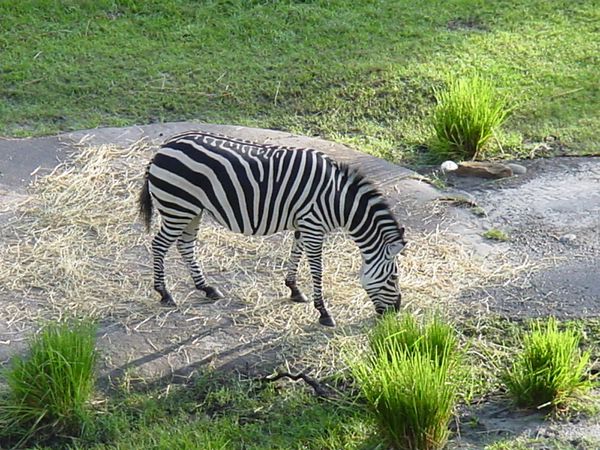 2003Floride0580