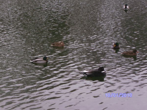 ann2010-1 021