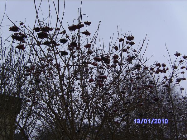 ann2010-1 025