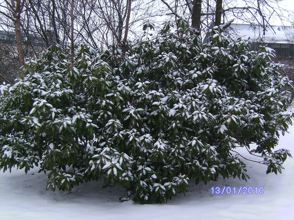 ann2010-1 026