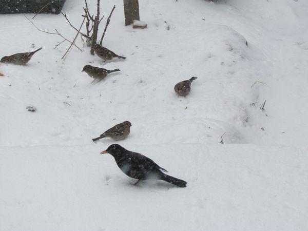 janvier-2013-3320.JPG