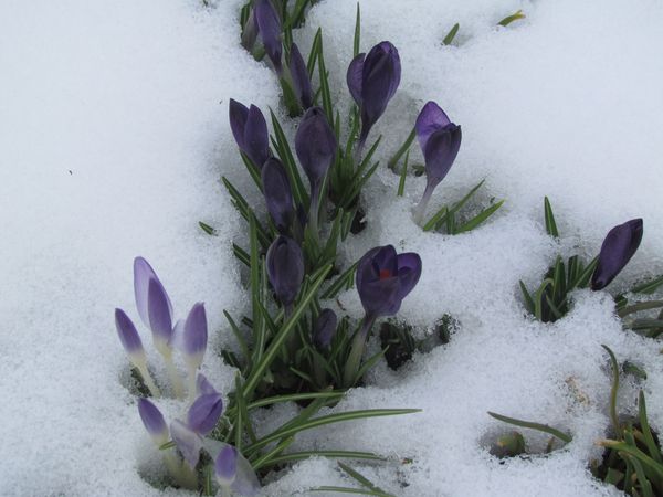 janvier-2013-3335.JPG