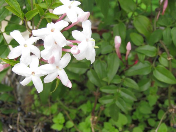 juin-2012-1263.JPG