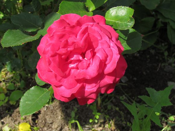 juin-2012-1404.JPG