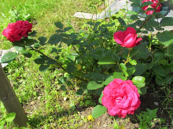 juin-2012-1405.JPG