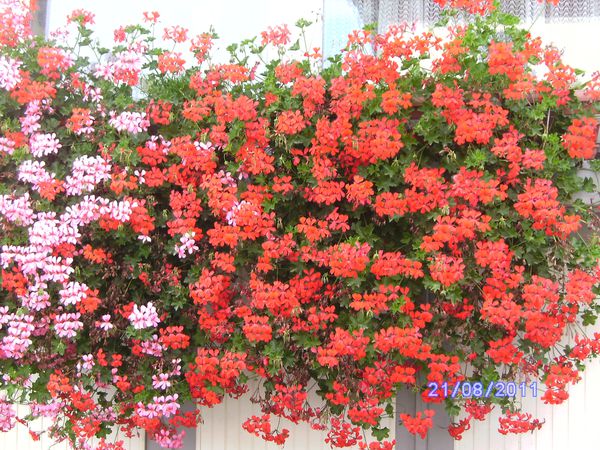 BILD3053.JPG