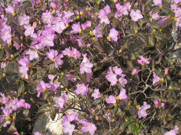 avril2012-0696.JPG