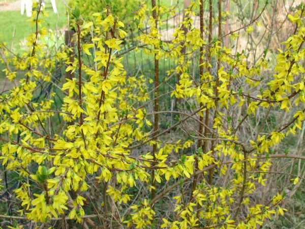avril2012-0721.JPG