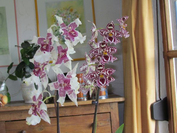 janvier-2012-0430.JPG