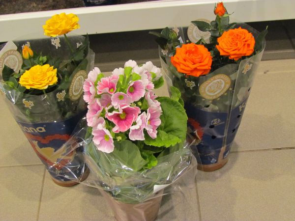 janvier-2012-0434.JPG
