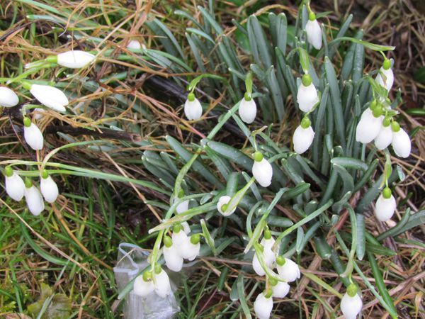 janvier-2012-0606.JPG