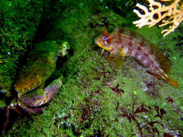 Blennie-gattorugine-Crabe-Dormeur-Bretagne-01
