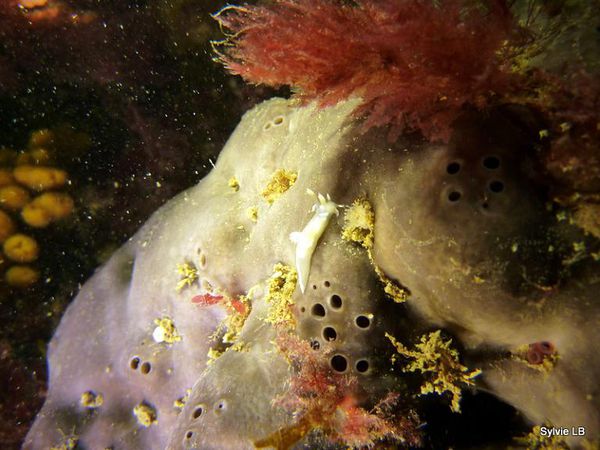 Eponge-fesse-elephant-nudi-Polycera