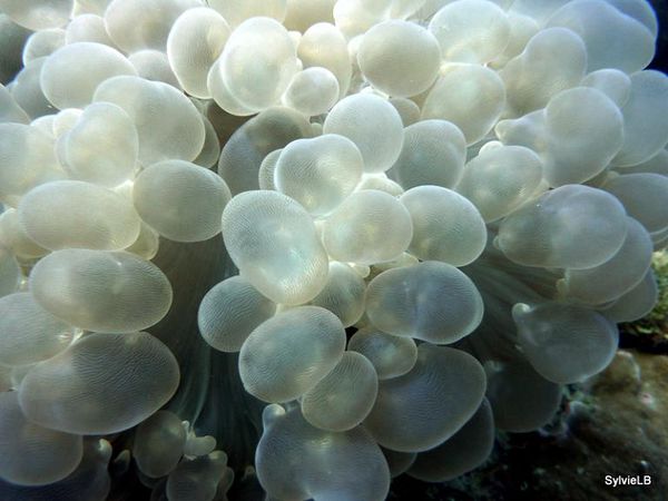Cnidaires-Plerogyra-sinuosa-corail-larmes-blanc