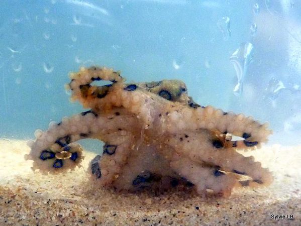 Hapalochlaena-sp-Octopus-anneaux-bleus-01