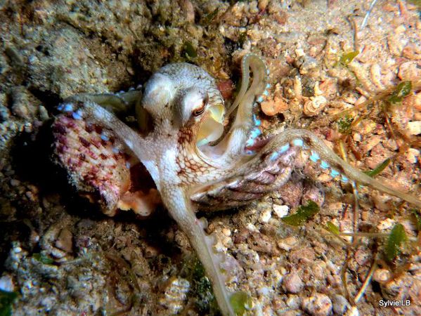 Octopus-Philippines