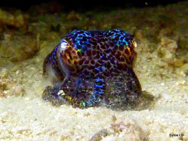 Poulpe-bleu-Cephalopodes-Philippines-01