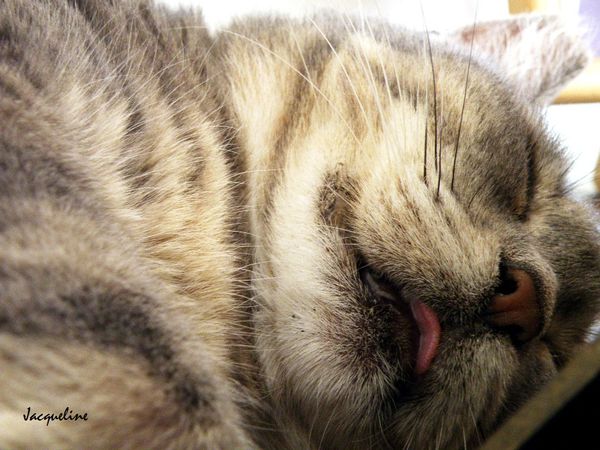 felin3-copie-1.jpg