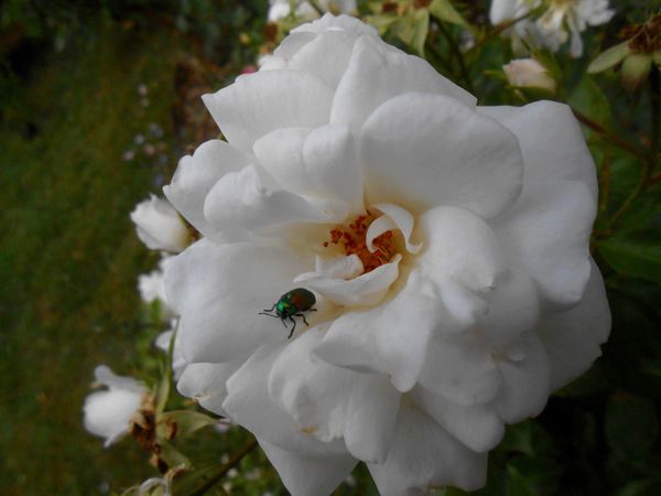 Noisette---insecte-vert-emeraude-008.JPG