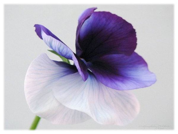 violette-.fleur-d-amour--jpg