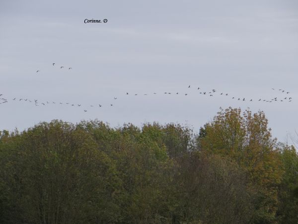 DSC00831---Copie.JPG