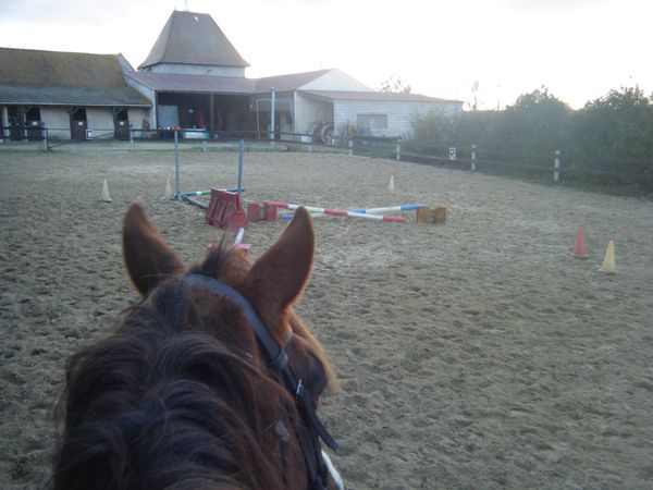 travail-cheval.JPG
