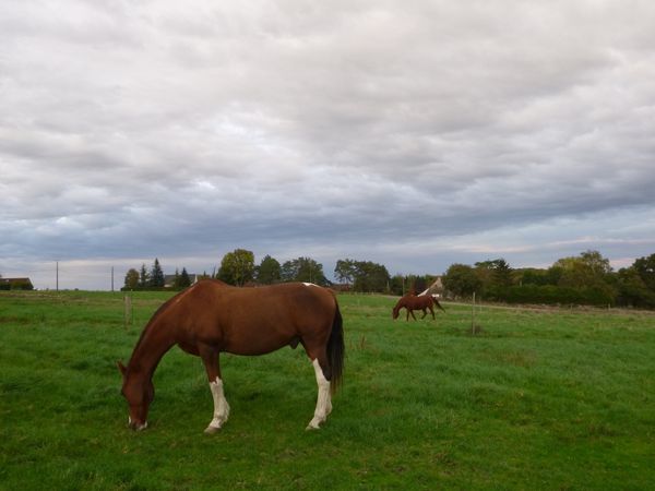 chevaux-copie-1.JPG