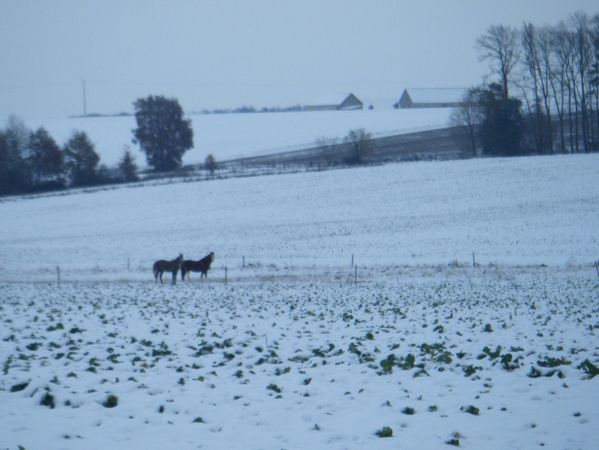 chevaux pre neige hiver