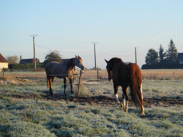 chevaux au pré hiver