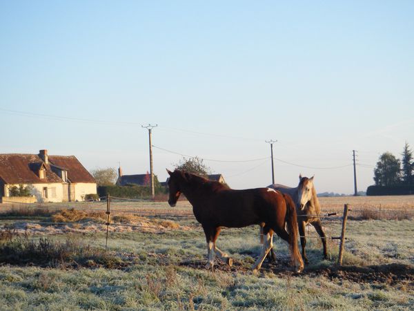 cheval marche
