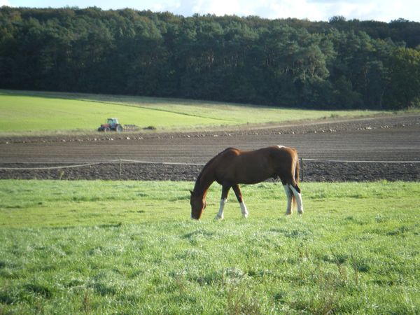 cheval emphysème pré