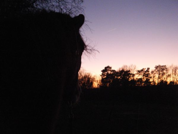 coucher de soleil cheval