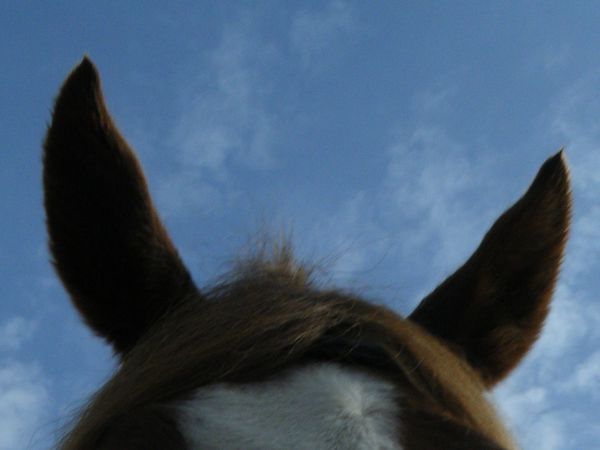 oreilles cheval