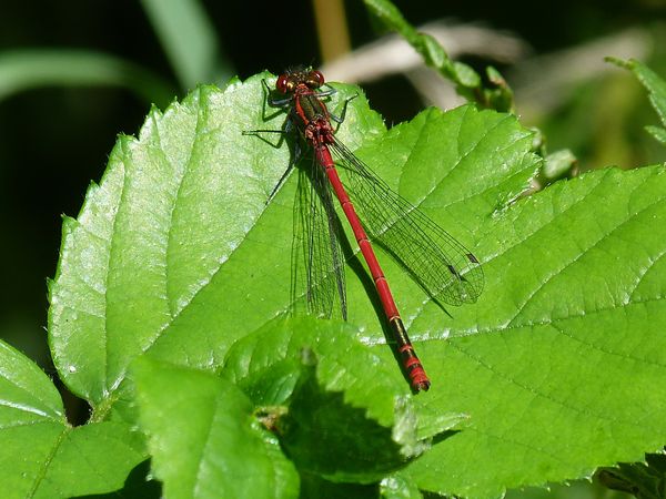 Coenagrionidae--Pyrrhosoma-Petite-nymphe-au-corps-de-feu.JPG