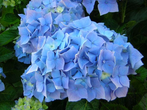 Plantes--fleurs--arbresN8026.jpg