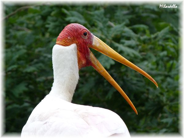 Tantale-ibis-2.jpg