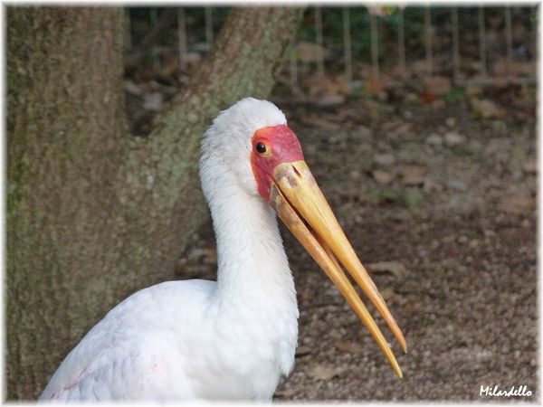 tantale ibis 01