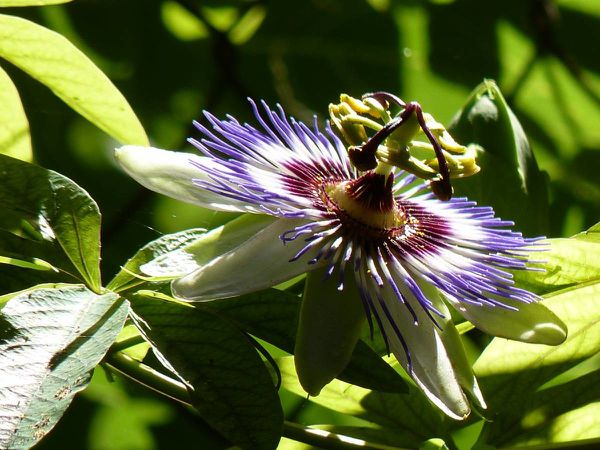 Passiflore-1fleur.jpg