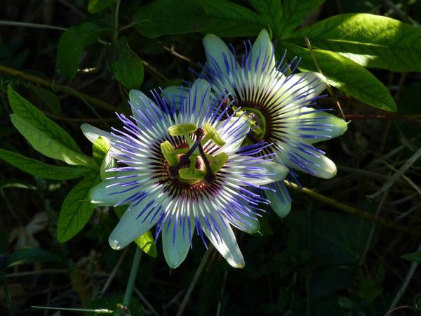Passiflore-2fleurs.jpg