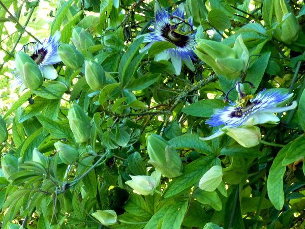 Passiflore-fleurs-et-boutons.jpg