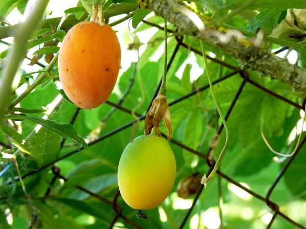 Passiflore-fruits.jpg