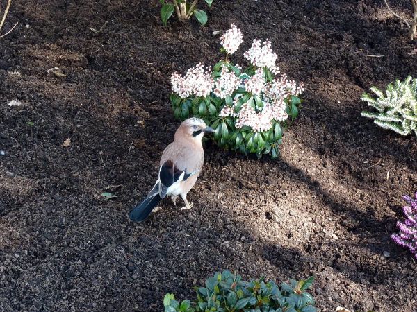 Aide jardinier Noé 02