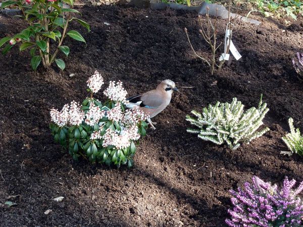 Aide jardinier Noé 03