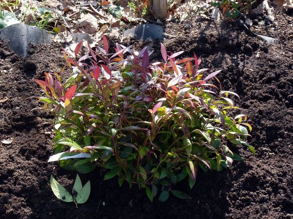 Leucothoé
