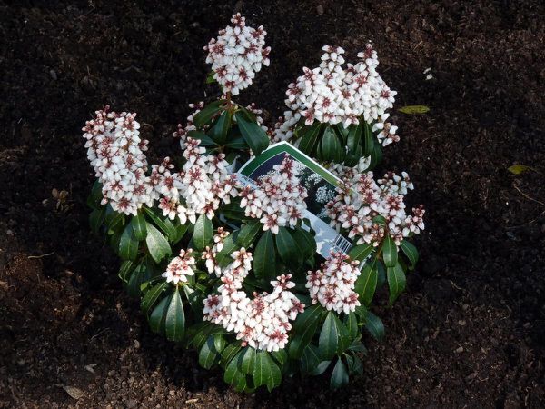 Pieris Bonfire