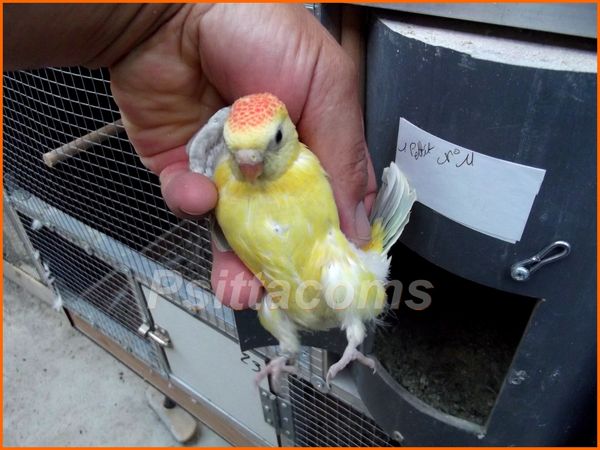 jeune croupion en pastel-opaline p d'orange b23,p7