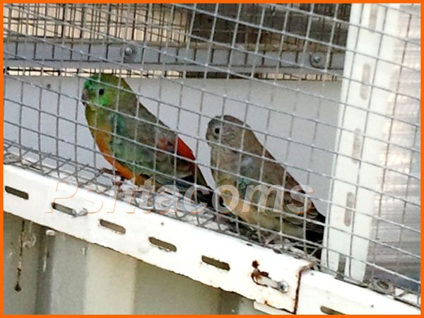 couple de croupion en gris vert orange